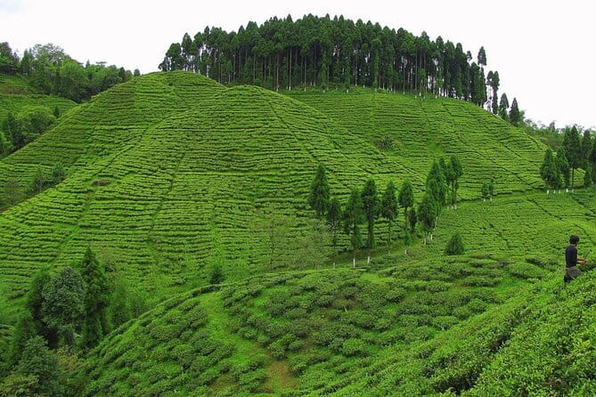 Darjeeling Himalayan Tea Tour - Day 6: Kurseong and historic Makaibari