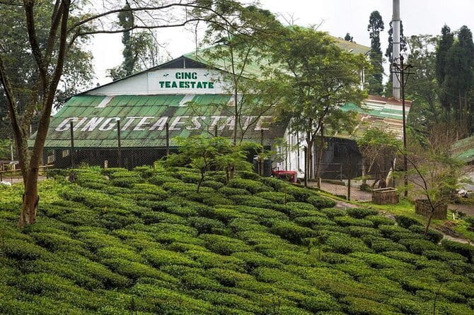Darjeeling Himalayan Tea Tour - Day 2: Soureni factory work and Mirik’s lake and monastery
