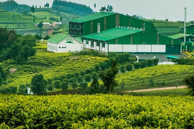 Darjeeling Tea Garden Tour - Key points at a glance