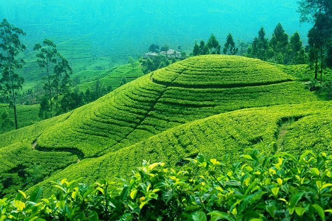Darjeeling Tea Garden Tour - The tea garden at 6,400 feet