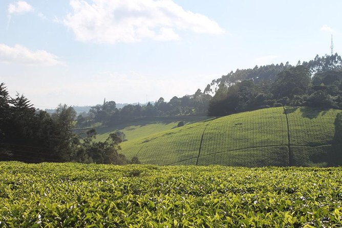 Day Tour To Kiambethu Tea Farm in Limuru - Leaving Nairobi for Limuru at 9:30 or 9:45
