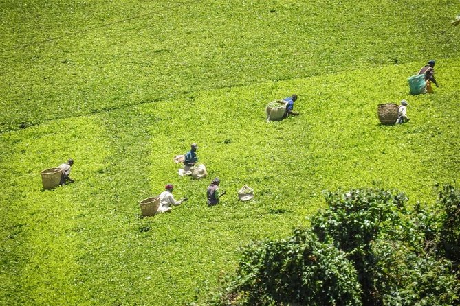 Day Tour To Kiambethu Tea Farm in Limuru - What the private format changes