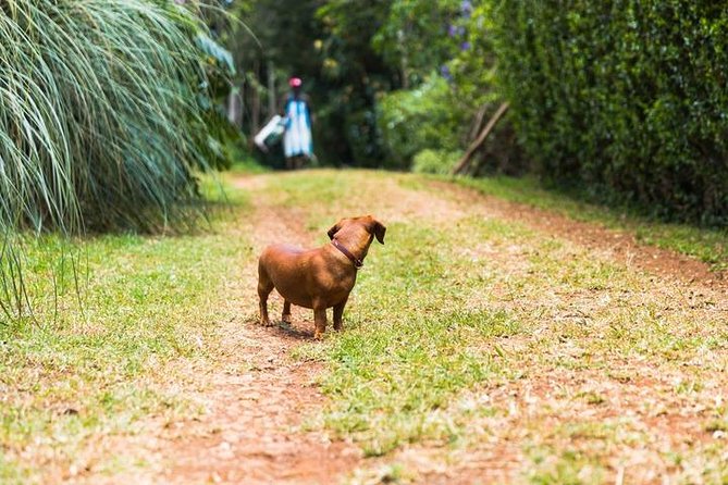 Day Tour To Kiambethu Tea Farm in Limuru - The drive home and the eight-hour time frame