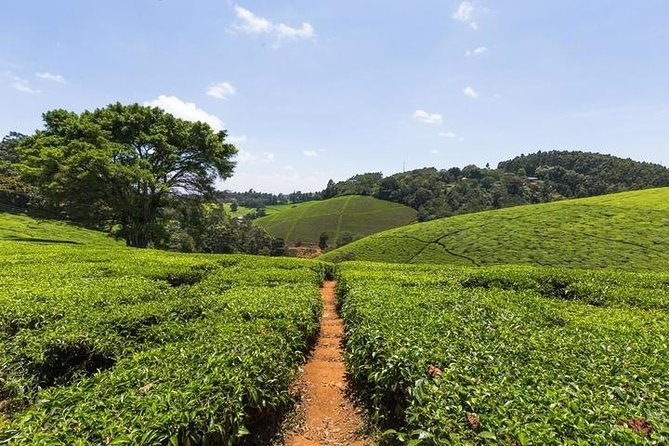 Day tour to Kiambethu tea farm in Limuru from Nairobi - What private transport changes