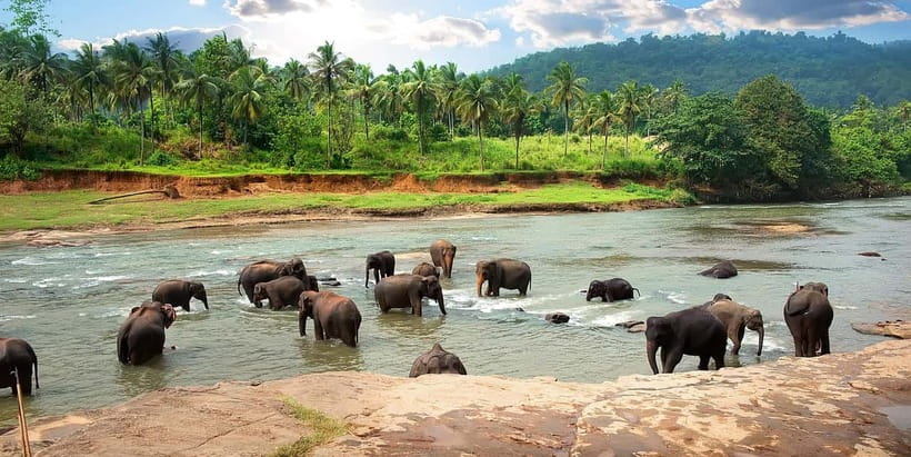 Ella Day Tour with Scenic Train Ride & Tea Plantation Visit - Guides, languages, and a flexible schedule