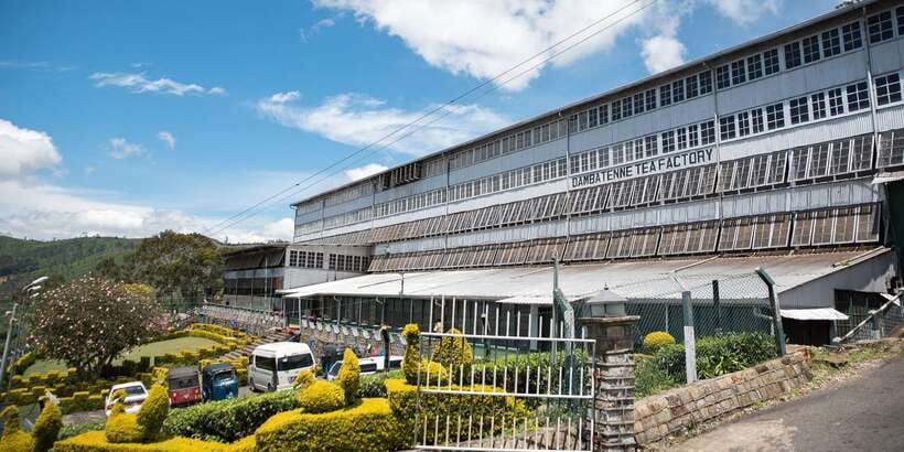 Ella: Lipton's Seat Tour with Dambetanna Tea Factory Visit - Key points to know before booking