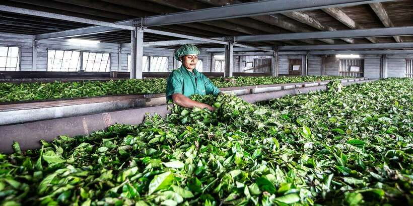 Ella: Lipton's Seat Tour with Dambetanna Tea Factory Visit - Why Lipton’s Seat is worth the uphill ride