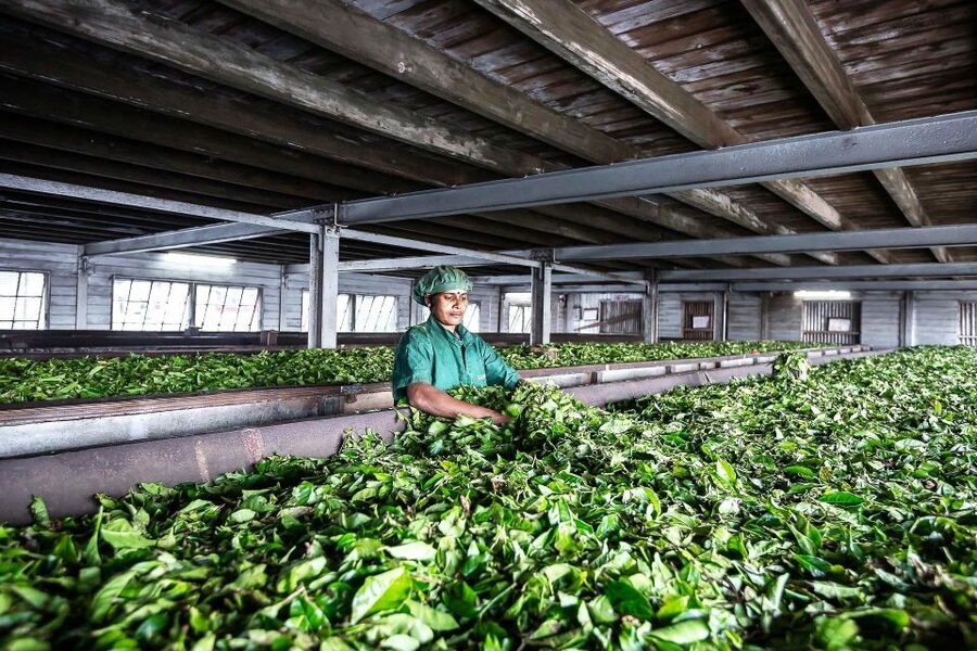Ella: Lipton's Seat Tour with Dambetanna Tea Factory Visit - Timing, pickup, and practical preparation