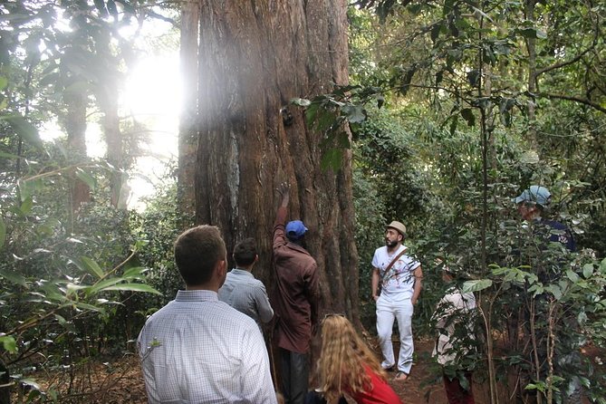 Excursion to Kiambethu Tea Farm - Who will enjoy this most