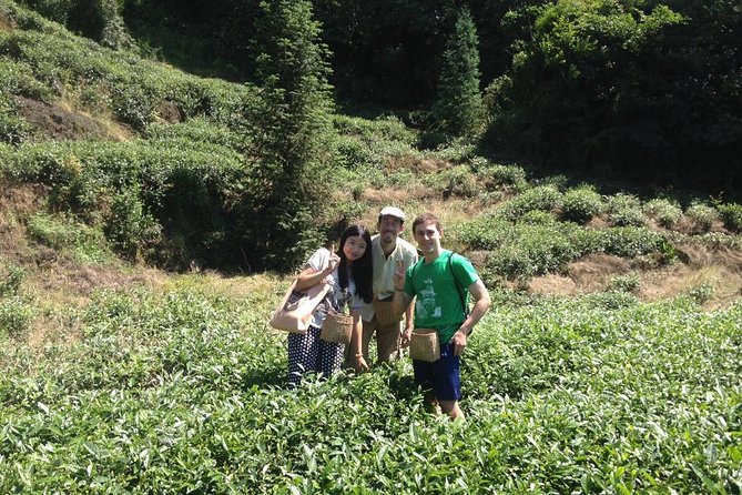 Experience Chengdu: Private Tea-Making Day Tour of Mengdingshan Tea Plantation - Why Mengdingshan makes a worthwhile day trip