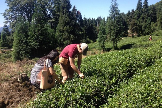 Experience Chengdu: Private Tea-Making Day Tour of Mengdingshan Tea Plantation - Turning fresh leaves into tea
