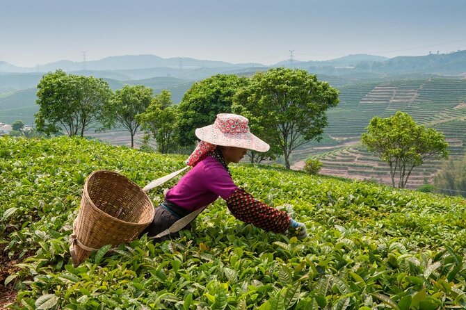 Experience Chengdu: Private Tea-Making Day Tour of Mengdingshan Tea Plantation - A local lunch before the tea terraces