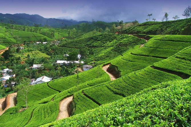 Explore Nuwara Eliya | Experience the Best Tea in the World - Bluefield Tea Gardens and the path from leaf to cup