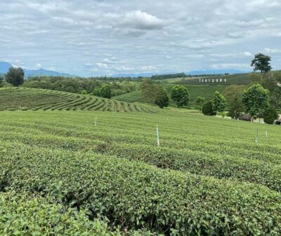 Explorer Border road and Nature ( Tea and Coffee )