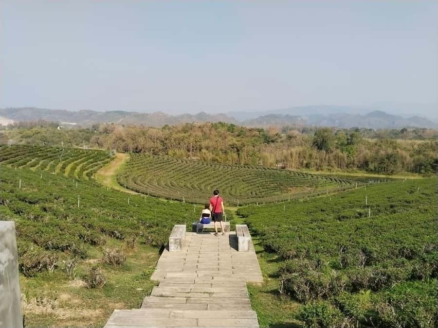 Explorer Border road and Nature ( Tea and Coffee ) - Mae Sai adds a high view over the border
