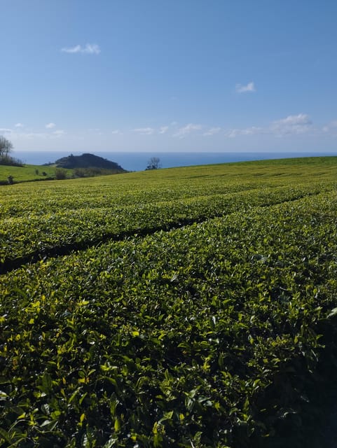 Fire Lake, Pineapple & Tea: Half-Day Jeep Tour - What this four-hour São Miguel tour is really designed to do
