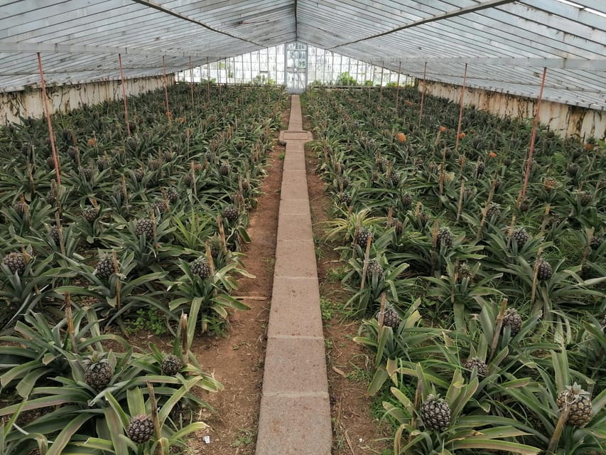Fire Lake, Pineapple & Tea: Half-Day Jeep Tour - Is $91 per person good value?