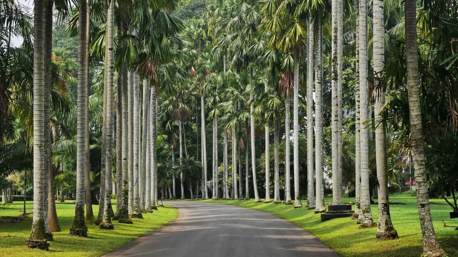 From Bandung: Tea Plantation and Botanical Garden Tour - Key points to know before booking