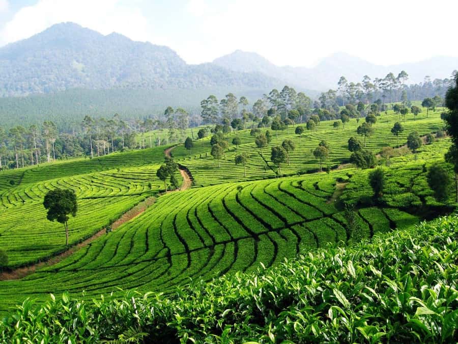 From Bandung: Tea Plantation and Botanical Garden Tour - Who will get the most from this tour