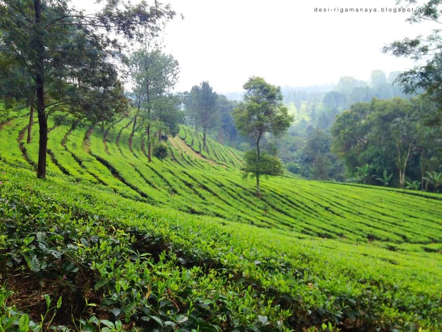 From Bandung: Tea Plantation and Botanical Garden Tour - Should you book this Bandung to Jakarta tour?