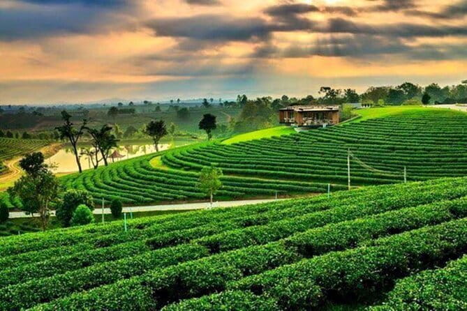 From Chiang Rai: 3 Temples, Golden Triangle Tour, Tea Plantation - Key points at a glance