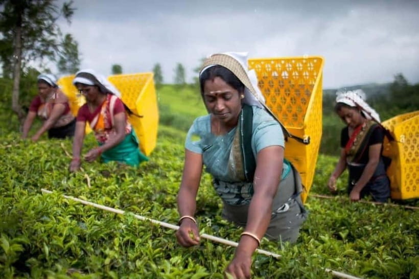 From Colombo: Kandy, Pinnawala and Tea Factory Full-Day Trip - A Spice Lesson in Mawanella