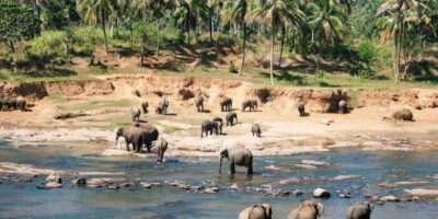 Kandy, Pinnawala and Tea Factory Full-Day Trip