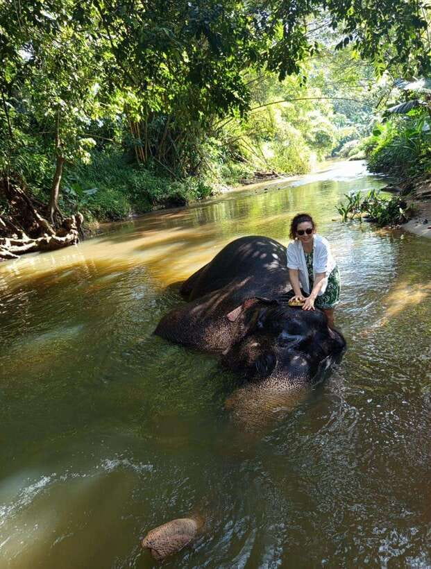 From Colombo or Negombo: Pinnawala, Kandy & Tea Factory Tour - Key points to know before booking