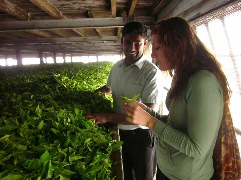 From Ella: Lipton Seat & Dambatenne Tea Factory Day Tour - How to get the best version of the day