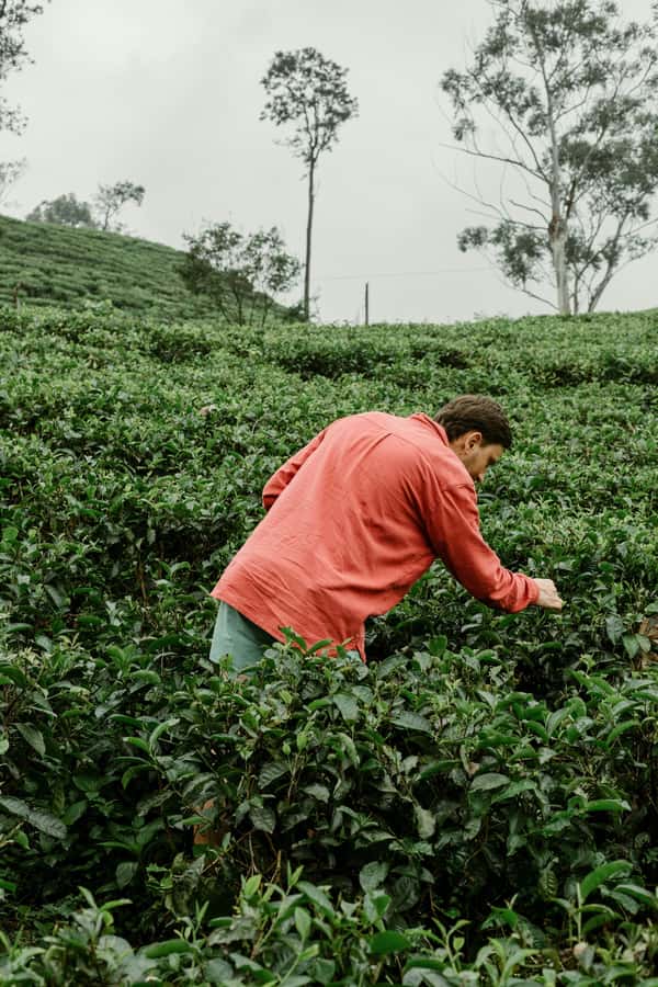 From Ella: Tea Adventure in Haputale with Village Lunch - Key points to know before booking
