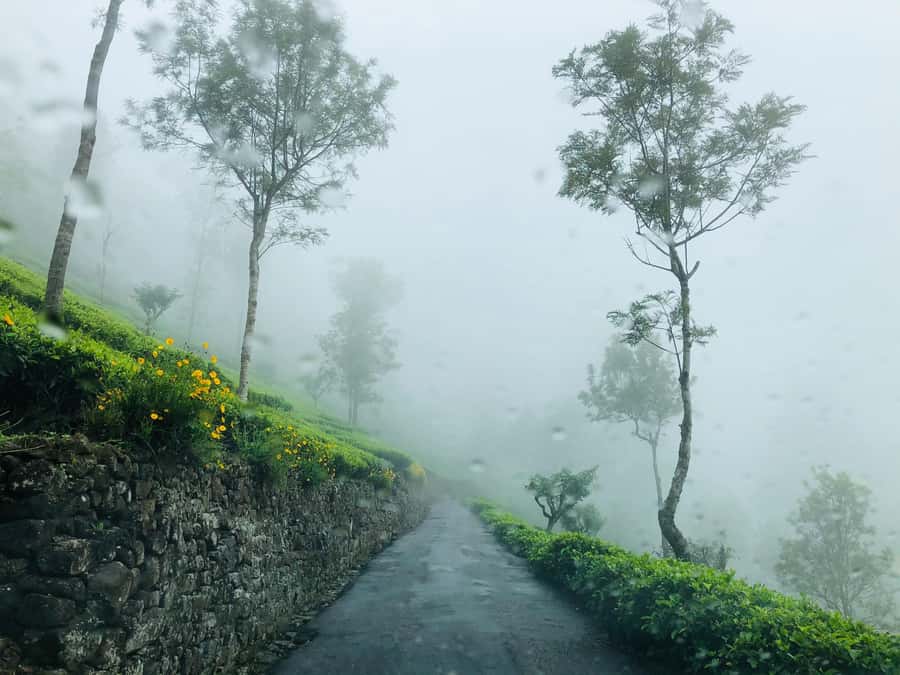 From Ella: Tea Adventure in Haputale with Village Lunch - Walking between the tea bushes