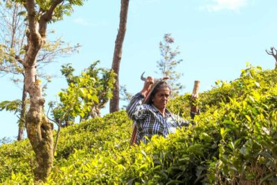 Tea Adventure in Haputale with Village Lunch