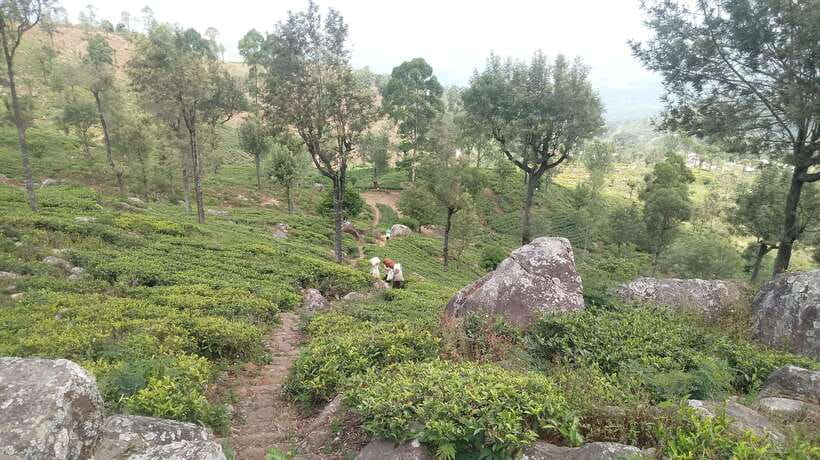 From Ella: Tea Adventure in Haputale with Village Lunch - Comparing different grades of Ceylon tea