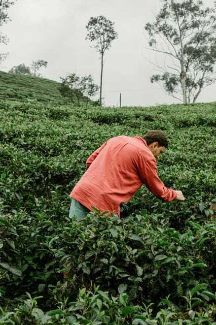 From Ella: Tea Adventure in Haputale with Village Lunch - The guides make a real difference