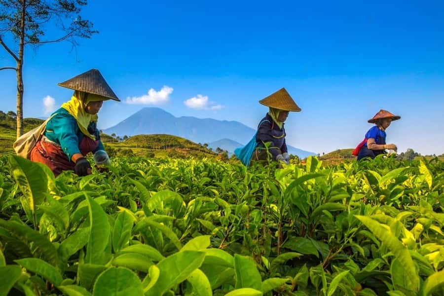 From Jakarta: Safari Park, Tea Plantation & Jaksa Waterfall - Why this day trip works from Jakarta