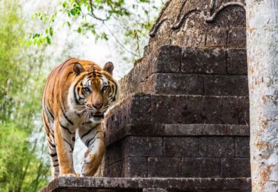 Safari Park, Tea Plantation & Jaksa Waterfall