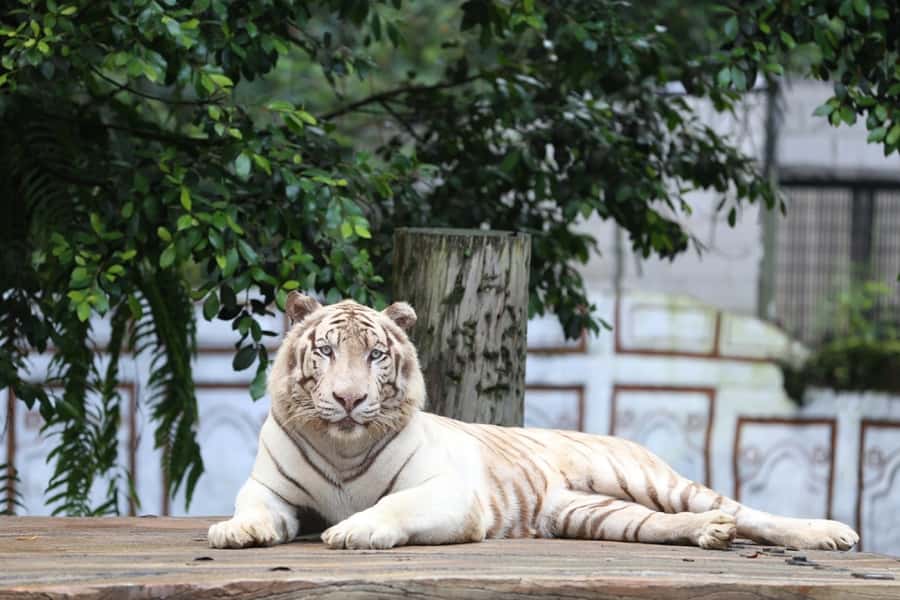 From Jakarta: Safari Park, Tea Plantation & Jaksa Waterfall - Traffic, meals, and the long return