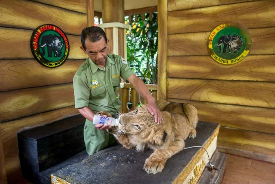From Jakarta: Safari Park, Tea Plantation & Jaksa Waterfall - Who will get the most from this tour?
