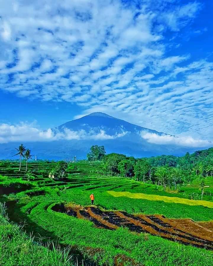 From Jakarta : Volcano, Tea & Rice Fields, Hot Spring - Why This Jakarta to Bandung Day Trip Works