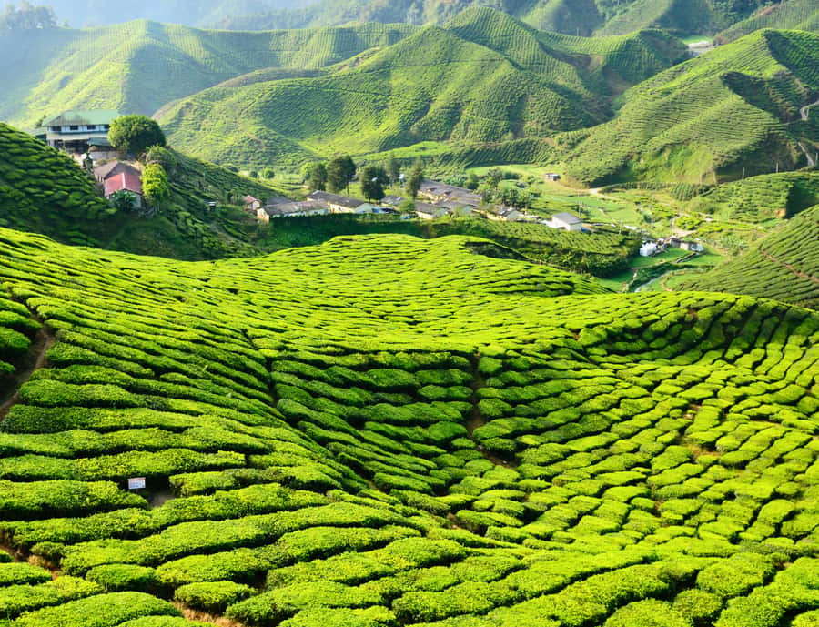 From KL: Cameron Highlands with BOH Habu & Sungei Tea Visit - Key points to know before booking