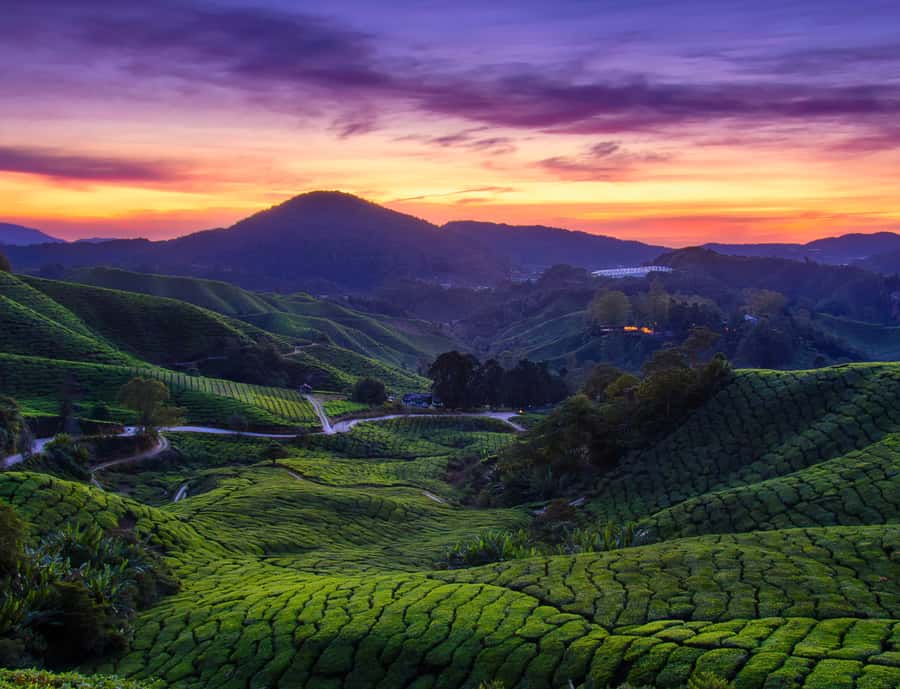 From KL: Cameron Highlands with BOH Habu & Sungei Tea Visit - BOH Habu shows how tea reaches your cup