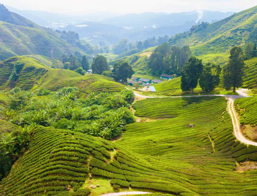 From KL: Cameron Highlands with BOH Habu & Sungei Tea Visit - Cameron Tea Valley is made for photographs and a break