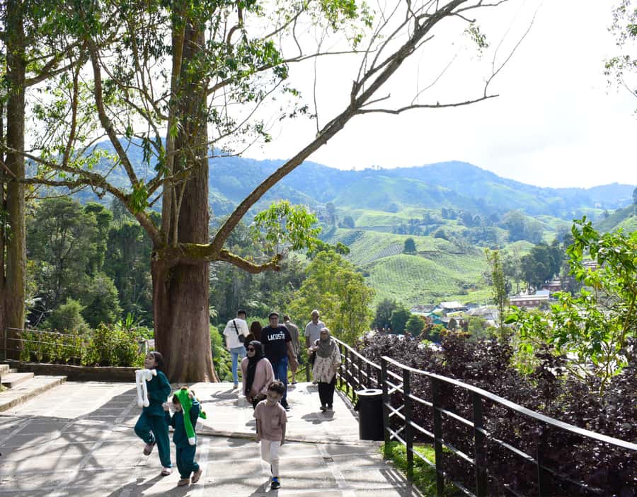 From KL: Cameron Highlands with BOH Habu & Sungei Tea Visit - Lunch in Tanah Rata needs a little planning
