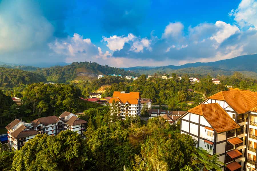 From KL: Cameron Highlands with BOH Habu & Sungei Tea Visit - Kea Farm and Cactus Farm reveal the highland economy