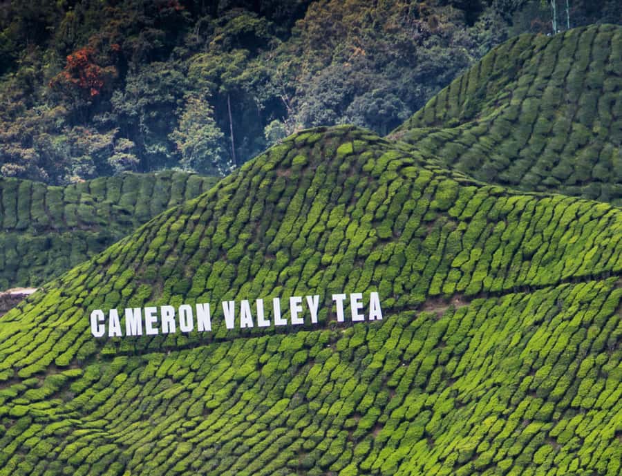 From KL: Cameron Highlands with BOH Habu & Sungei Tea Visit - Sungai Palas closes the day on a high note