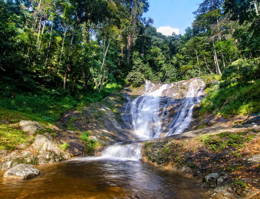 From KL: Cameron Highlands with BOH Habu & Sungei Tea Visit - Lata Iskandar gives you an easy first stop