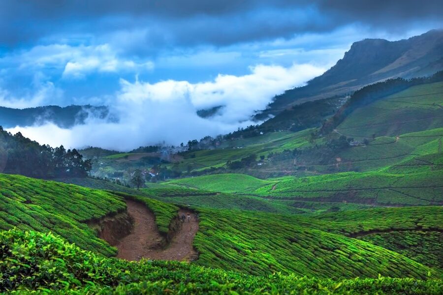 From Kochi: Munnar & Tea Museum Private Guided Tour - Key points to know