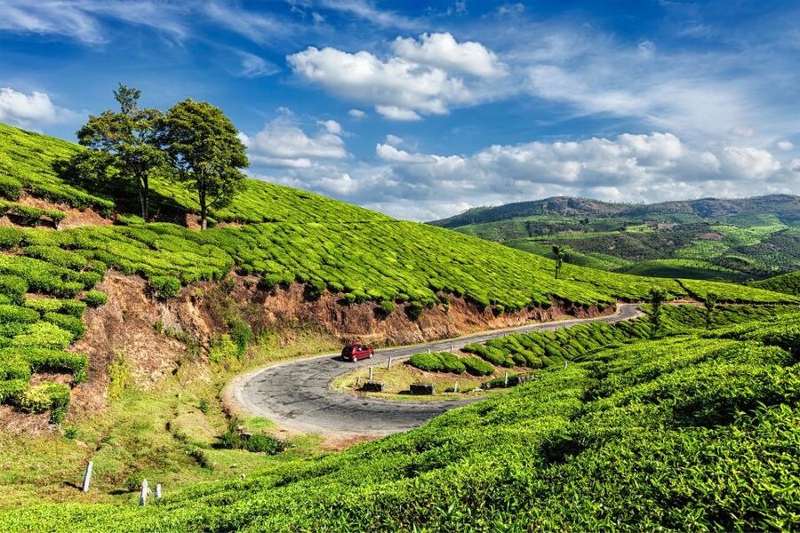 From Kochi: Munnar & Tea Museum Private Guided Tour - Tea plantations offer the most recognizable Munnar view