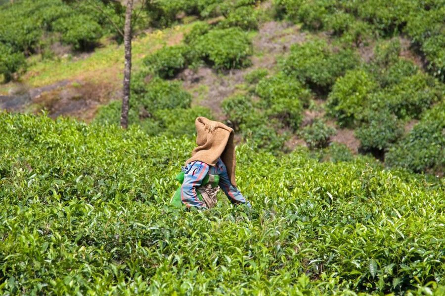 From Kochi: Munnar & Tea Museum Private Guided Tour - Who will enjoy this day most
