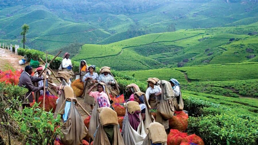 From Munnar: Tea Factory, Plantation, and National Park Tour - The Top Station Highway and the long view